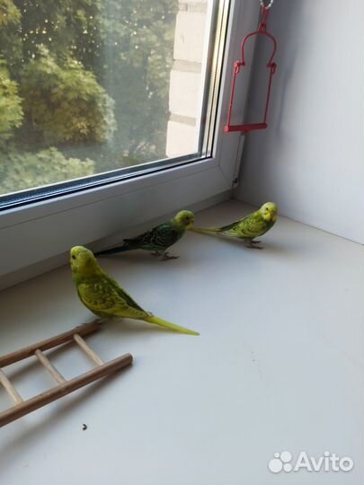Птенцы волнистых попугайчиков