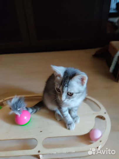 Котёнок девочка
