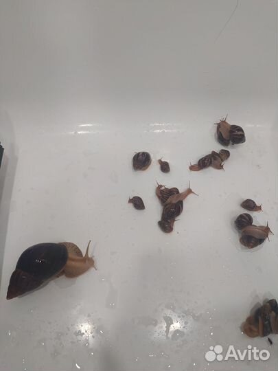 Улитки ахатины