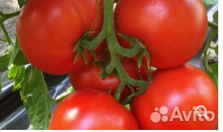 Семена Томата 