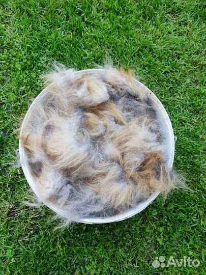 Пух кавказской овчарки