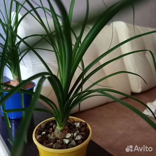 Бокарнея нолина