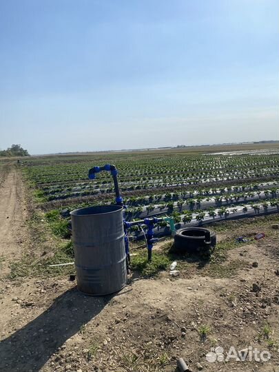 Клубничное поле