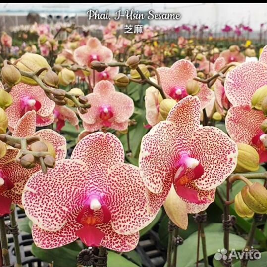 Орхидея фаленопсис Sesame