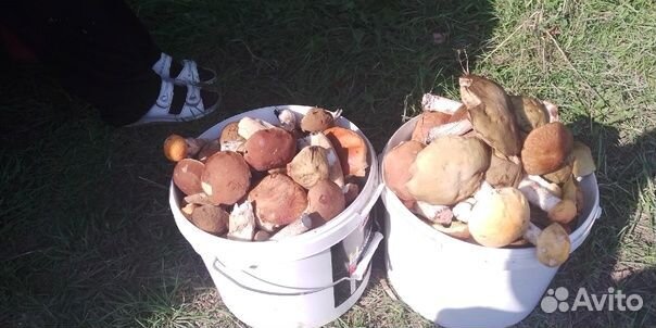 Грибы подосиновики