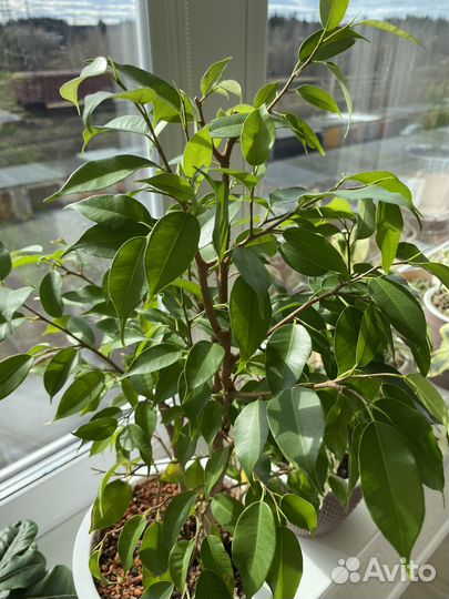 Сортовые фикусы