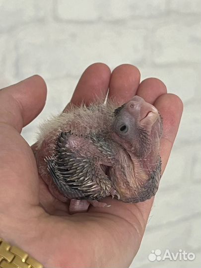 Попугай корелла