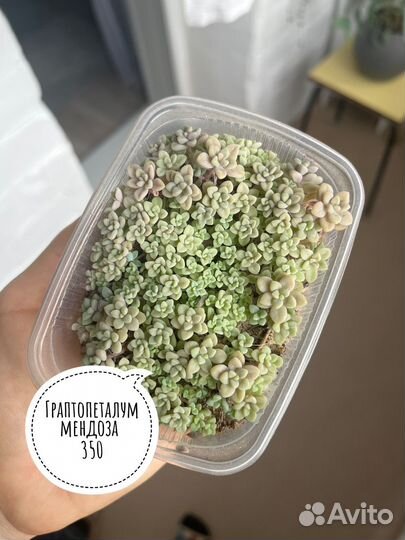 Суккуленты