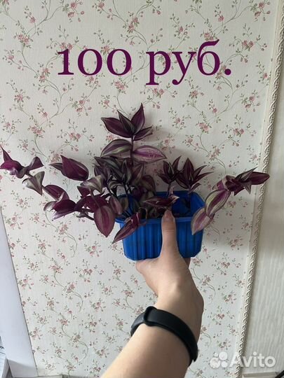 Комнатные растения