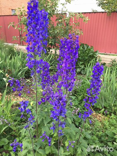 Многолетние цветы