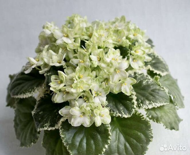 Укоренённые листочки фиалочек