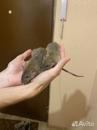 Крыса дамбо