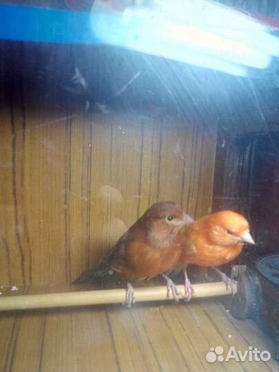 Продаются декоративные птицы:канарейки и амадины