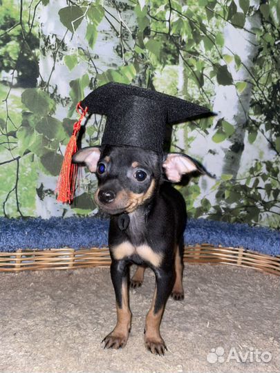 Русский той-терьер мальчик