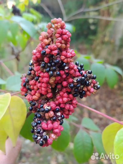 Эводия Даниэля/Хубейская/Тетрадиум/семена