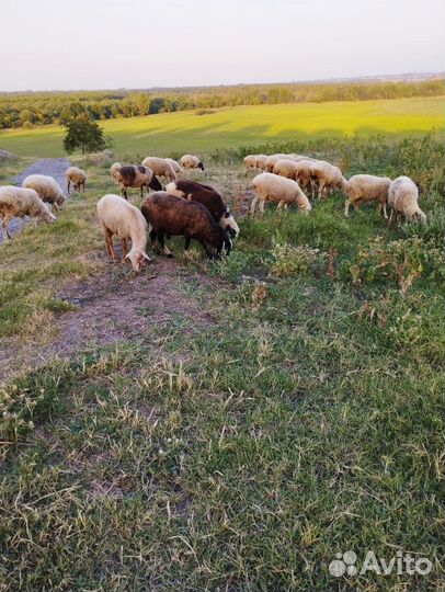 Овцы бараны
