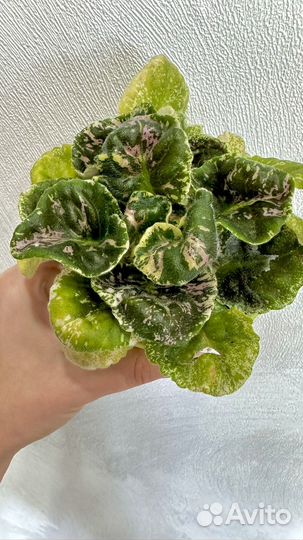 Фиалки Сортовые