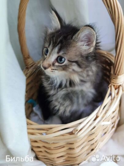 Котенок, девочка 2,5 месяца