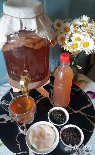 Чайный гриб, молочный гриб