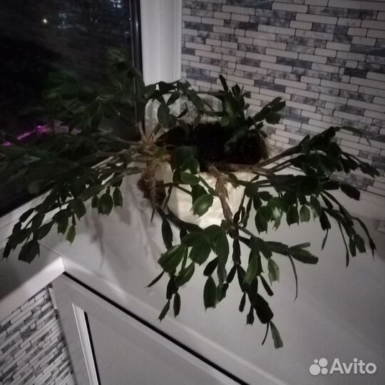 Продам цветы комнатные