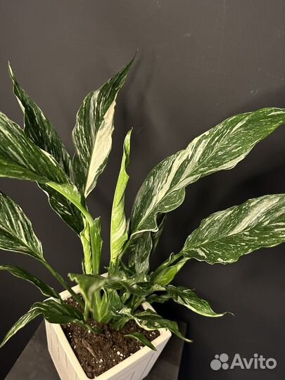 Спатифиллум даймонд