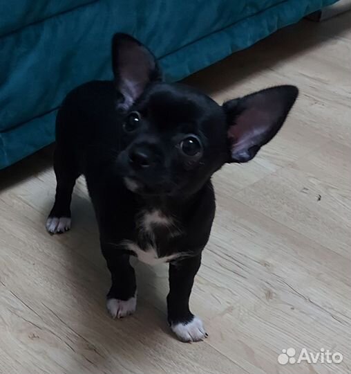 Щенки чихуахуа