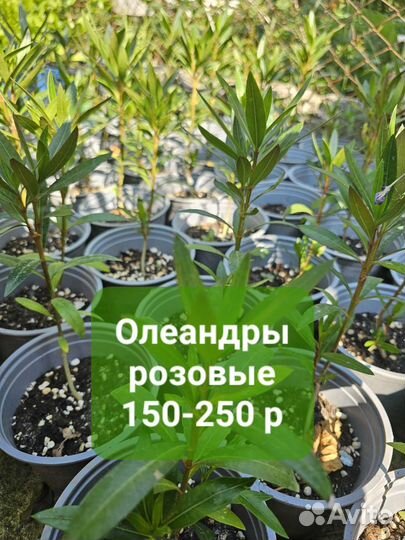 Олеандры розовые