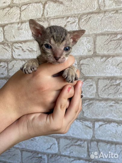 Донской сфинкс котята