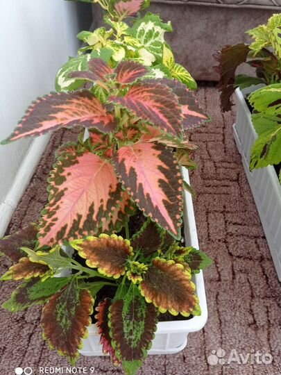 Колеусы красавчики