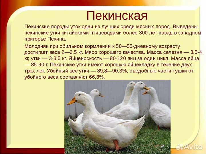 Утка на мясо живым весом