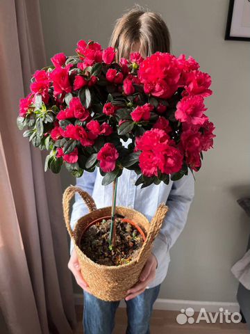 Азалия цветущая букет подарок на 8 марта