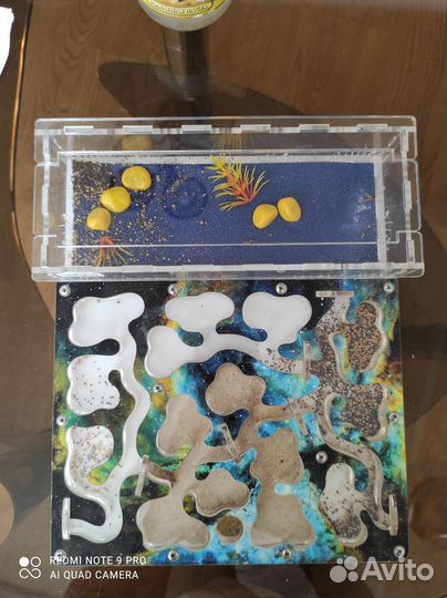 Муравьиная ферма с муравьями