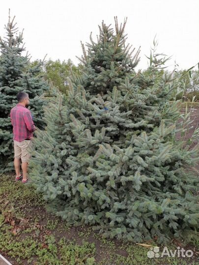 Ель колючая glauca (голубая) Высота от 100см