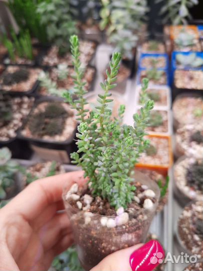 Суккуленты