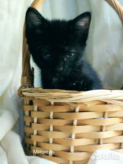 Черный котенок девочка