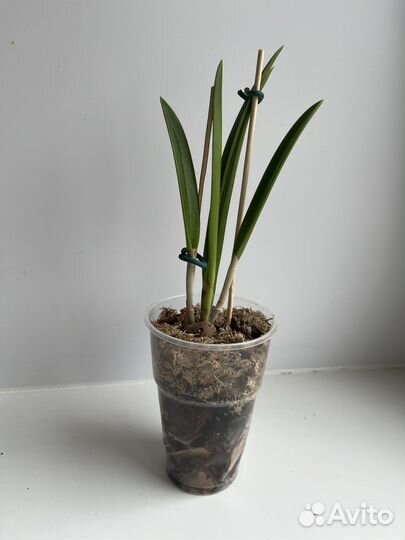 Орхидея брассавола