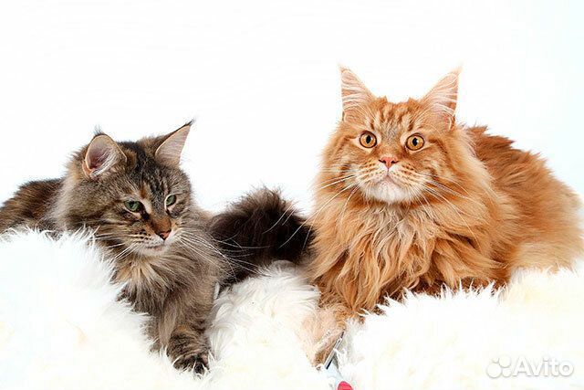 Котята мейн-кун