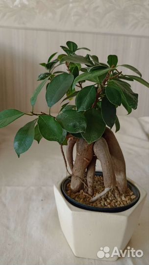 Фикус микрокарпа гинсенг