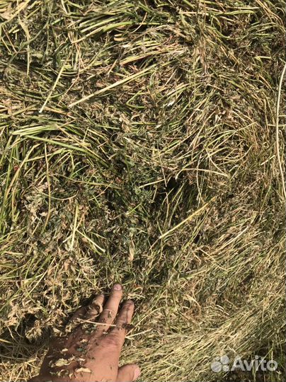 Сено сентябрь 2024