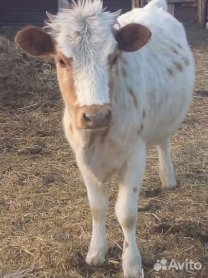 Продам телку