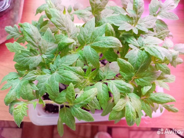 Рассада помидор