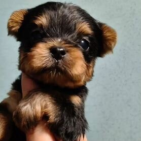 мини йорк Собаки и щенки🐕 породы Йоркширский терьер: купить