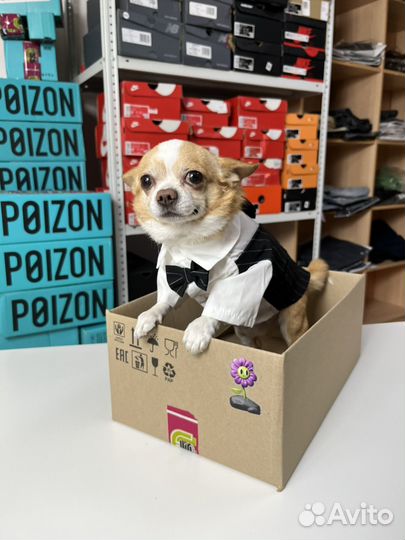 Вязка кобель чихуахуа