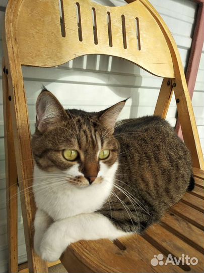 Кошка в дар