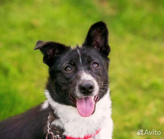 Тутси ищет свой дом