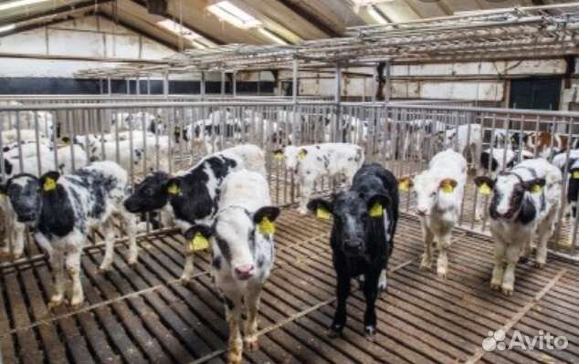 Телята бычки