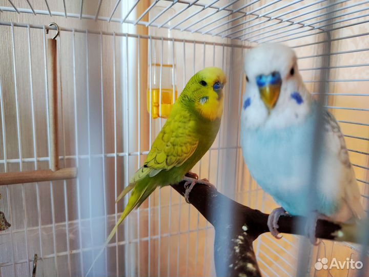 Попугай чех, волнистый попугайчик