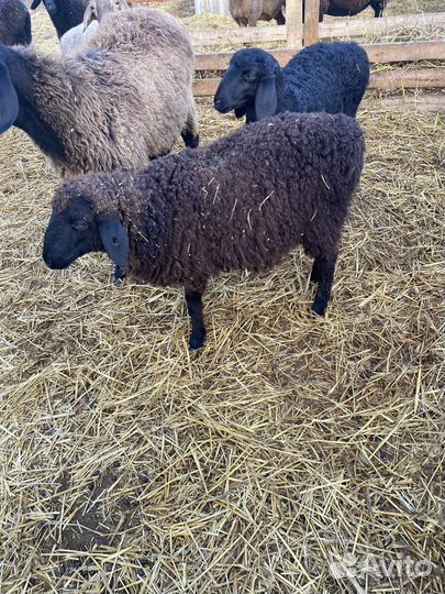 Баран 6 месяцев
