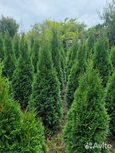 Перегной готовый 2г,чернозем классный,камаз 15т