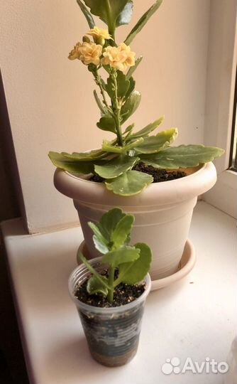 Каланхоэ цветущий